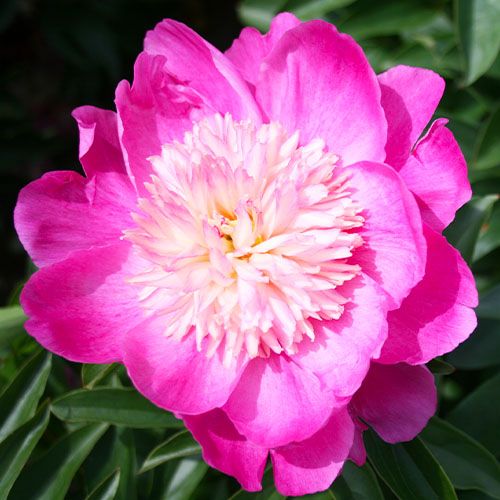 Peony Sebastiaan Maas - Peony Plants from Holland - Peonita