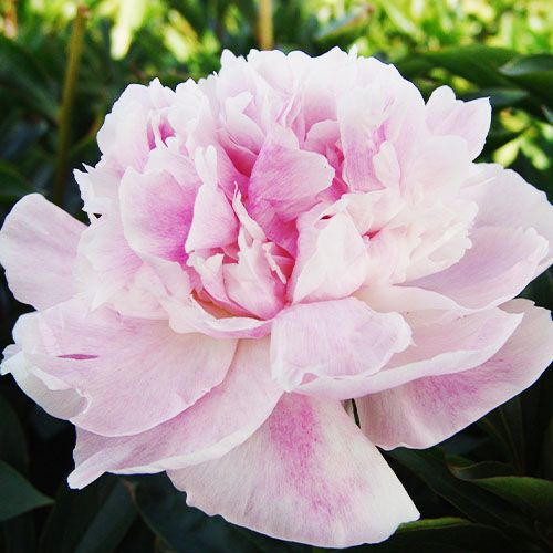 Peony Seeing Blue - Peonita