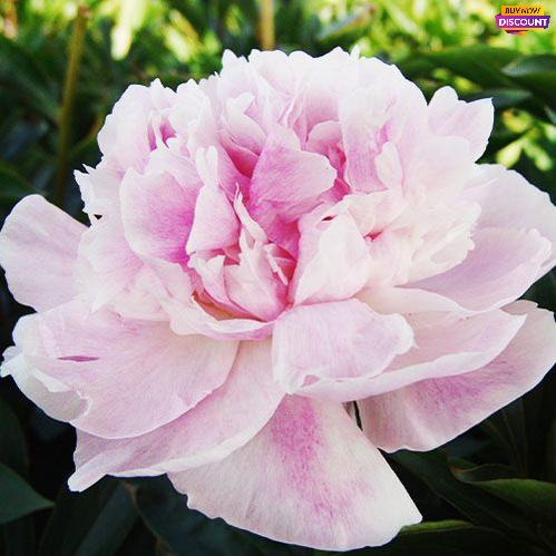 Peony Seeing Blue - Peony Plants from Holland - Peonita