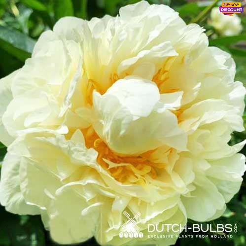 Peony Seidl's Super - Peony Plants from Holland - Peonita