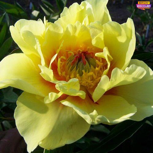 Peony Sequestered Sunshine (ITOH ) - Peony Plants from Holland - Peonita