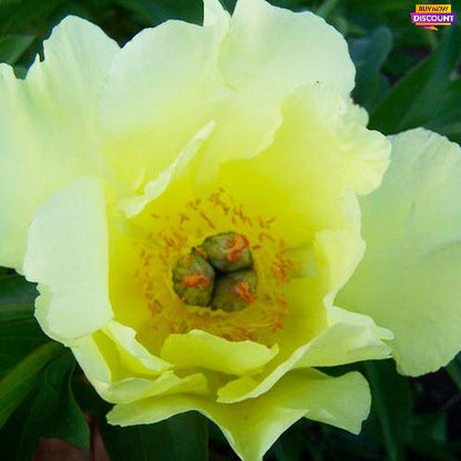 Peony Sequestered Sunshine (ITOH ) - Peony Plants from Holland - Peonita