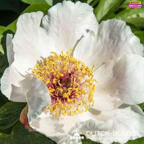 Peony Serenade - Peony Plants from Holland - Peonita