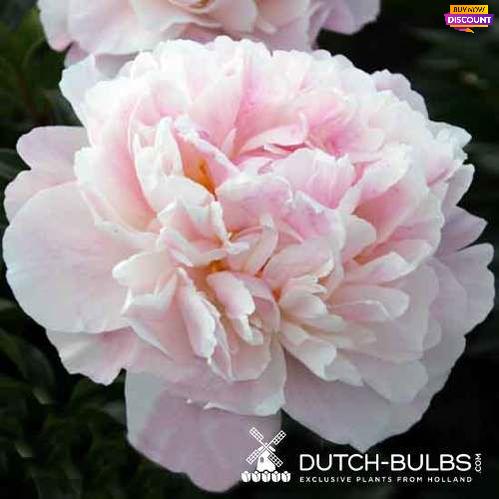 Peony Serene Pastel - Peony Plants from Holland - Peonita