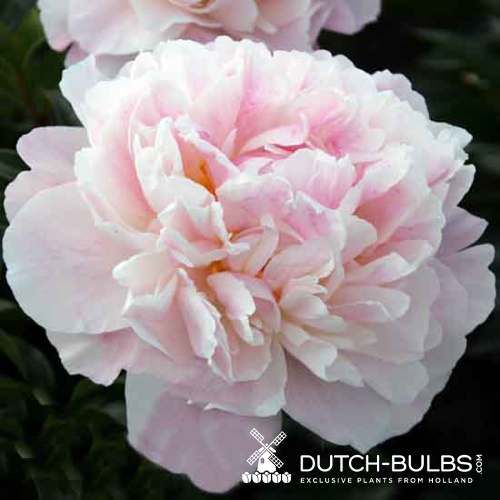 Peony Serene Pastel - Peonita