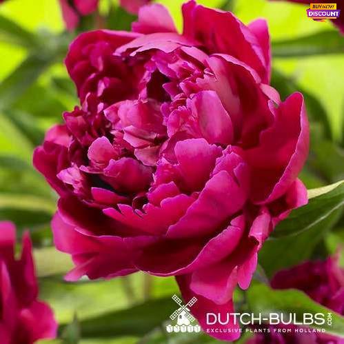 Peony Shawnee Chief - Peony Plants from Holland - Peonita