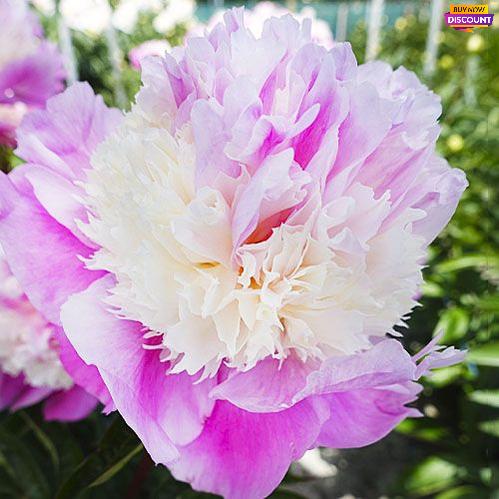 Peony Shes My Star - Peony Plants from Holland - Peonita