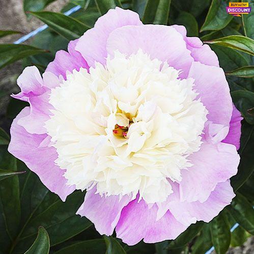 Peony Shes My Star - Peony Plants from Holland - Peonita