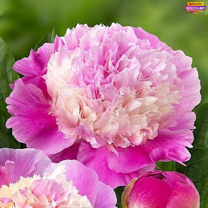 Peony Shes My Star - Peony Plants from Holland - Peonita