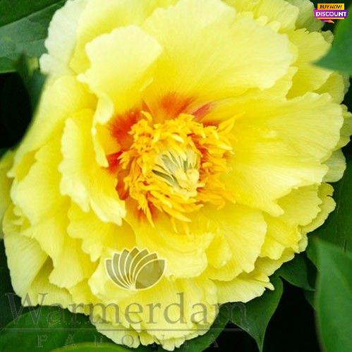 Peony Shining Light - Peony Plants from Holland - Peonita