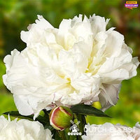 Peony Shirley Temple