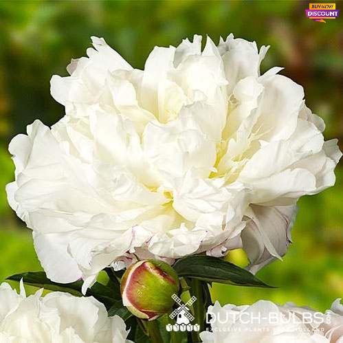 Peony Shirley Temple