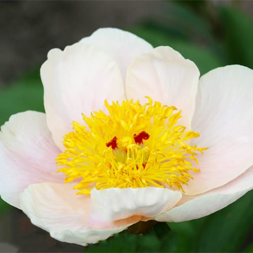 Peony Silver Dawn F2 - Peonita