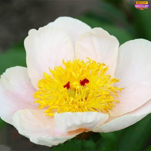 Peony Silver Dawn F2 - Peony Plants from Holland - Peonita