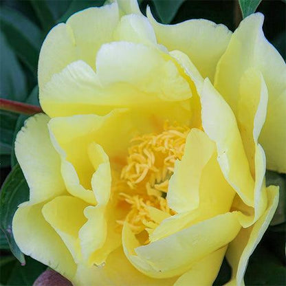 Peony Smith Family Yellow (ITOH) - Peony Plants from Holland - Peonita