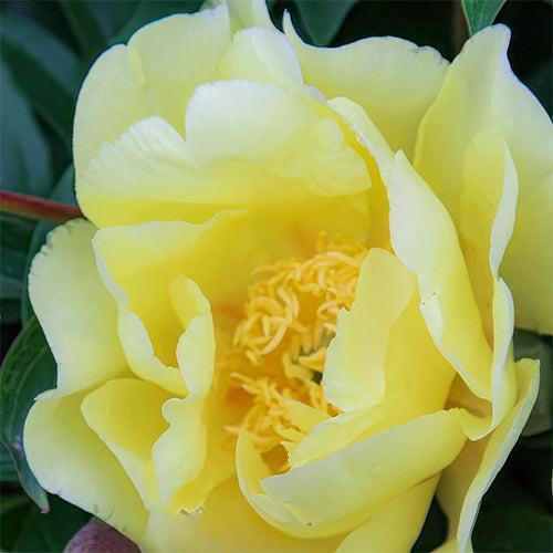 Peony Smith Family Yellow (ITOH) - Peony Plants from Holland - Peonita