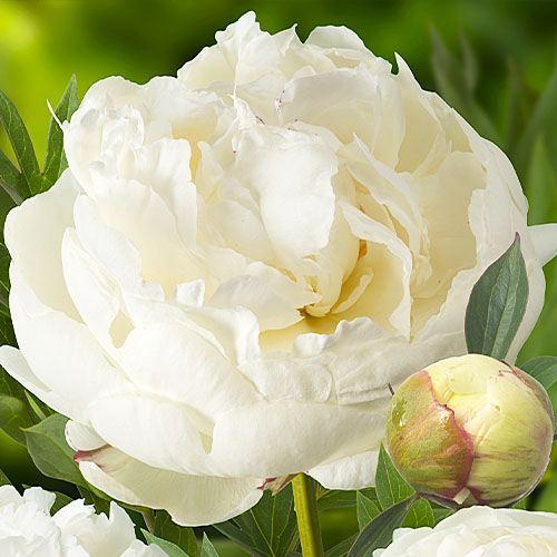 Peony Snow Mountain - Peony Plants from Holland - Peonita