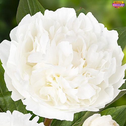 Peony Snow Princess - Peony Plants from Holland - Peonita