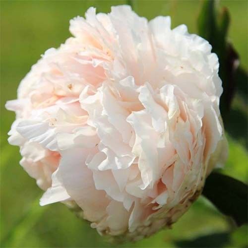 Peony Solange - Peony Plants from Holland - Peonita