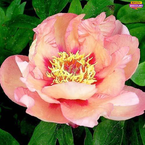 Peony Sonoma Apricot (ITOH ) - Peony Plants from Holland - Peonita