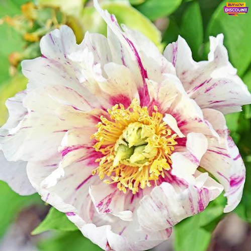 Peony Sonoma Blessing (ITOH ) - Peony Plants from Holland - Peonita