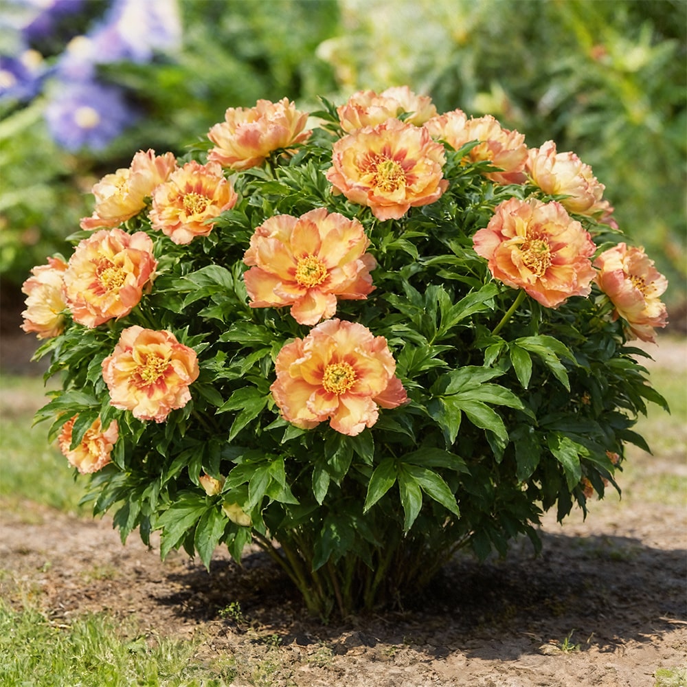 Peony Sonoma Floozy (ITOH )