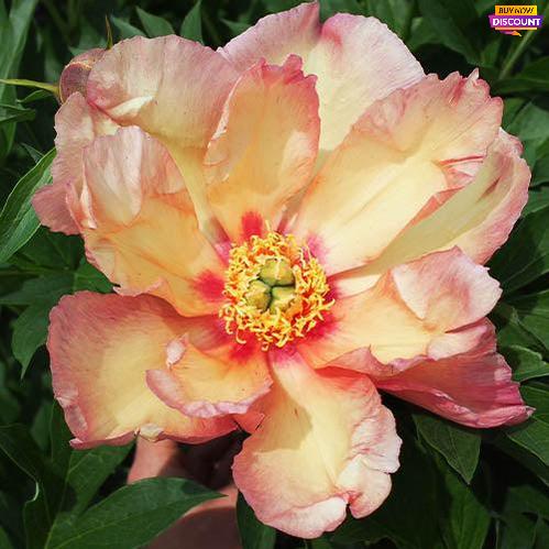Peony Sonoma Floozy (ITOH ) - Peony Plants from Holland - Peonita