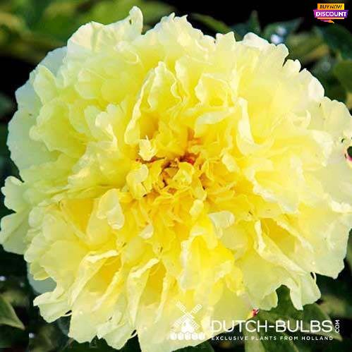 Peony Sonoma Halo (ITOH ) - Peony Plants from Holland - Peonita