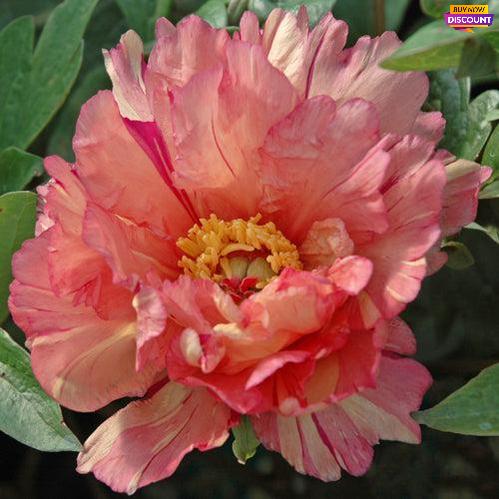 Peony Sonoma Kaleidoscope (ITOH ) - Peony Plants from Holland - Peonita