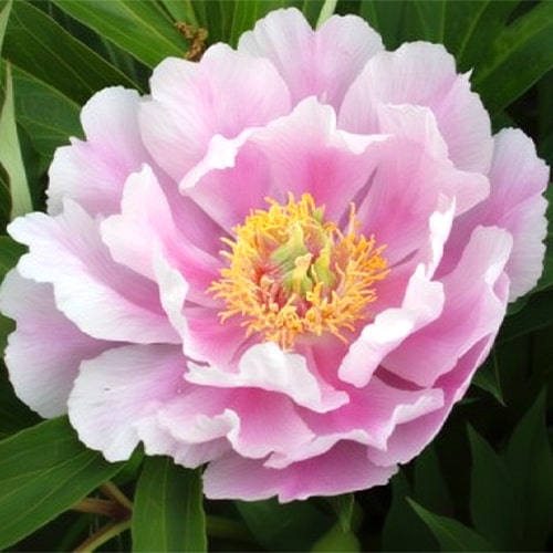 Peony Sonoma Opal (ITOH )