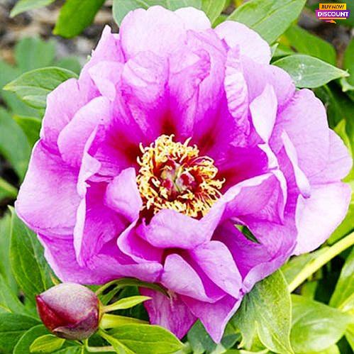 Peony Sonoma Opal (ITOH ) - Peony Plants from Holland - Peonita