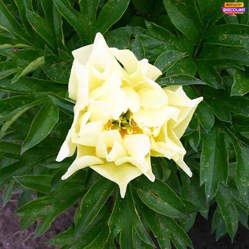 Peony Sonoma Sun (ITOH ) - Peony Plants from Holland - Peonita