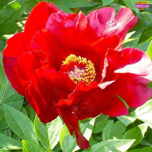 Peony Sonoma Velvet Ruby (ITOH ) - Peony Plants from Holland - Peonita