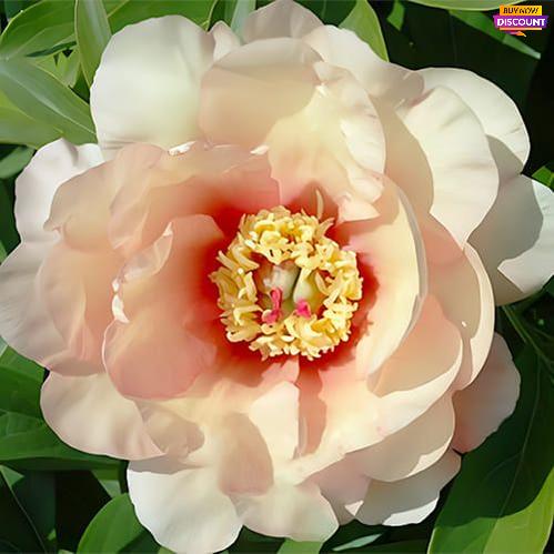 Peony Sonoma Welcome - Peony Plants from Holland - Peonita