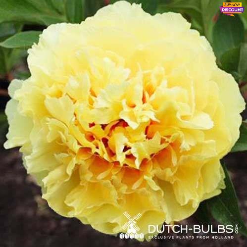 Peony Sonoma Ye Do (ITOH ) - Peony Plants from Holland - Peonita