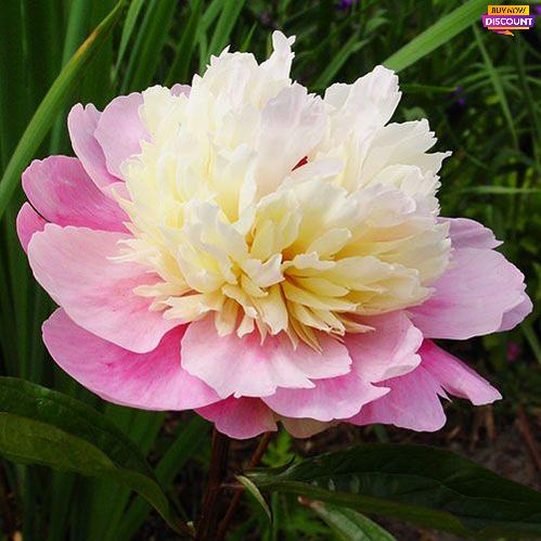 Peony Sorbet - Peony Plants from Holland - Peonita