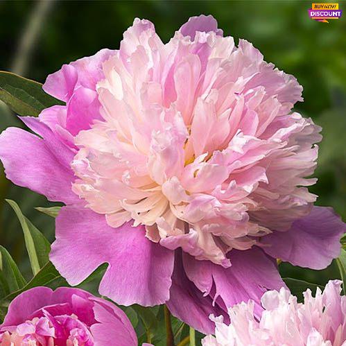 Peony Sorbet - Peony Plants from Holland - Peonita