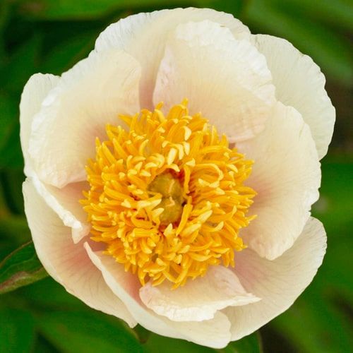 Peony Starlight - Peony Plants from Holland - Peonita