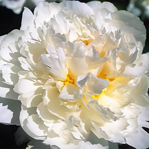 Peony Steve's Choice - Peony Plants from Holland - Peonita