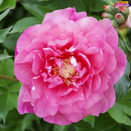 Peony Strawberry Creme Brulee (ITOH ) - Peony Plants from Holland - Peonita