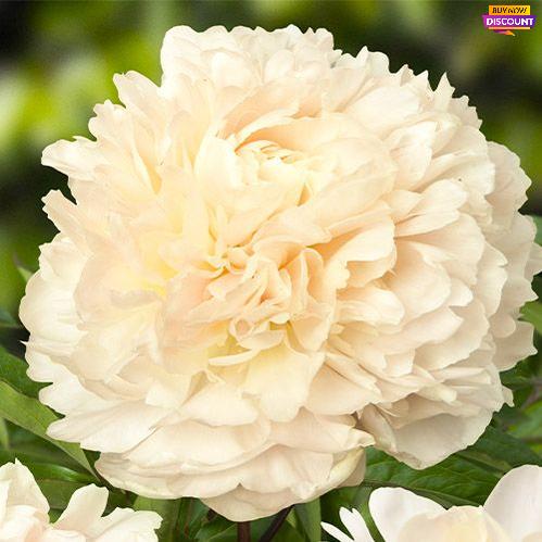 Peony Summer Glow - Peony Plants from Holland - Peonita