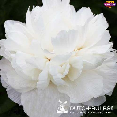 Peony Sumvitg - Peony Plants from Holland - Peonita