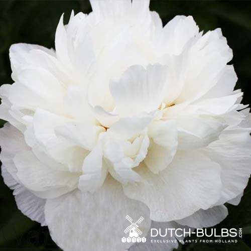 Peony Sumvitg - Peonita