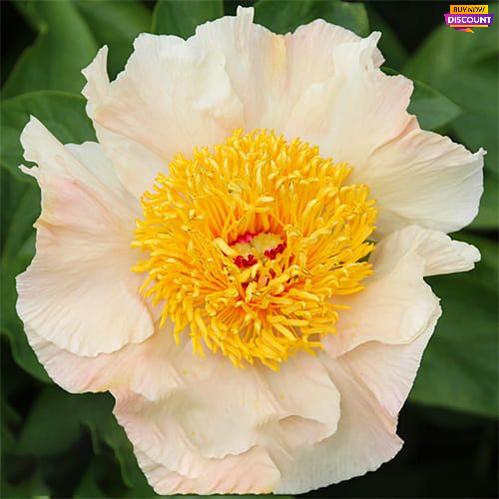 Peony Sunny Day - Peony Plants from Holland - Peonita