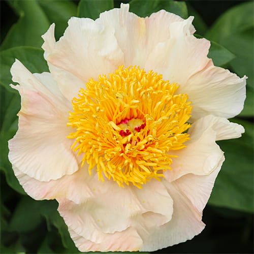 Peony Sunny Day - Peonita