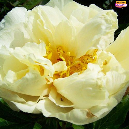 Peony Sunny Girl - Peony Plants from Holland - Peonita
