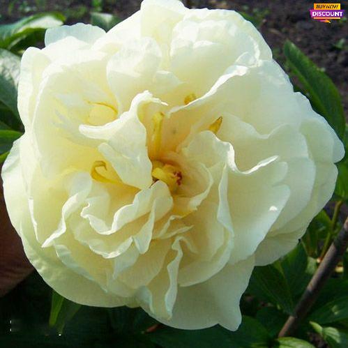 Peony Sunny Girl - Peony Plants from Holland - Peonita