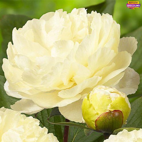 Peony Sunny Girl - Peony Plants from Holland - Peonita