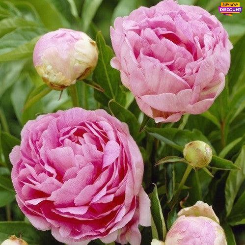 Peony Susie Q - Peony Plants from Holland - Peonita