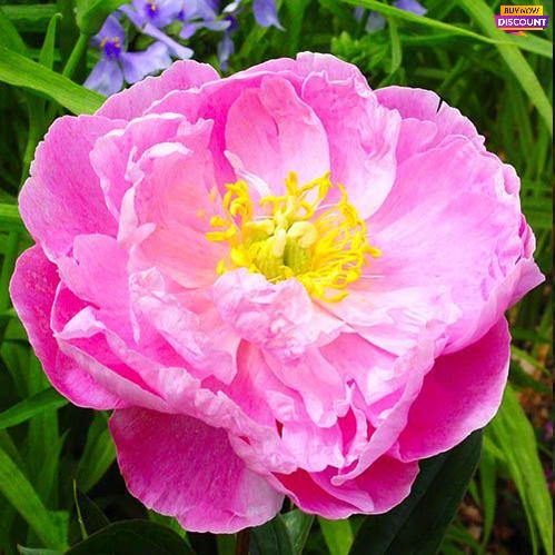 Peony Suzette - Peony Plants from Holland - Peonita